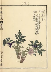 Eizan sumire, Viola eizanensis. Senshu no Hana (Mille Variétés de Fleurs), Bunkyudo, Kyoto
