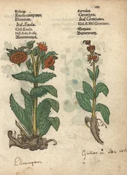 Inule hélénium et espèces de gentiane