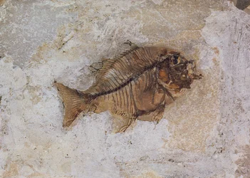 Ephippus oblongus (fossile de poisson) trouvé à Monte Bolca, près de Vérone, Italie, période Éocène