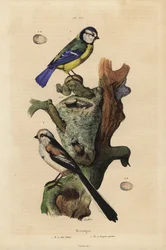 Mésange bleue, Cyanistes caeruleus, avec un œuf, et mésange à longue queue, Aegithalos caudatus, avec un nid et un œuf
