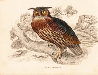 Hibou grand-duc, Bubo bubo. Gravure à l