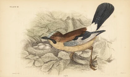 Geai des chênes, Garrulus glandarius, avec nid et œufs