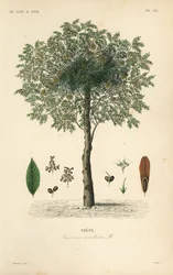 Frêne, Fraxinus excelsior