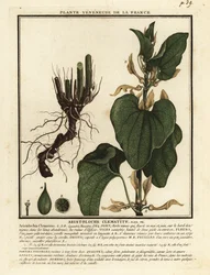Aristoloche clématite, Aristolochia clematitis