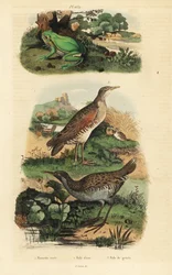 Rainette verte, Hyla arborea, râle d