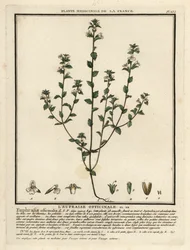 Euphraise, Euphrasia rostkoviana