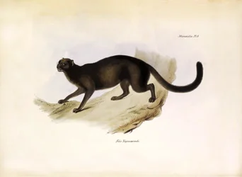 Felis Yagouarondi Jaguarondi ou eyra ou chat loutre, félin américain décrit par Charles Darwin lors de son expédition à bord du Beagle. Planche de « La zoologie du voyage du H.M.S. Beagle » décrite par John Gould, avec notice de leurs habitudes par Charles