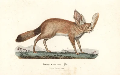 Fennec ou renard des sables, Vulpes zerda. Gravure sur cuivre coloriée à la main du Complements de Buffon de René Primevère Lesson, Pourrat Frères, Paris