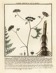 Oenanthe aquatique, Oenanthe aquatica