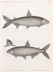 Poissons : Le Characin