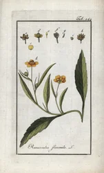 Renoncule flammette ou petite douve ou petite flamme (Ranunculus flammula). Lithographie de « Afbeelding der Artseny-Gewassen » par Johannes Zorn (1739-1799), Pays-Bas