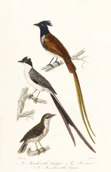 Gobemouches et élénie des Caraïbes