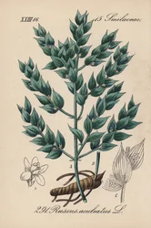 Fragon faux houx ou petit houx - Petit houx, Ruscus aculeatus. Lithographie en couleur de la Flora von Deutschland de Diederich von Schlechtendal, Iéna