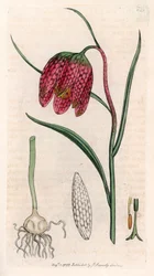 Fritillaire pintade ou œuf de pintade ou damier (Fritillaria meleagris)