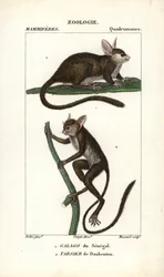 Galago du Sénégal et tarsier de Daubenton - Eau-forte par Jean Gabriel Pretre (1780-1845), gravée par Carnonkel, pour le dictionnaire des sciences naturelles : mammifères par Frédéric Cuvier, édité par Pierre Jean François Turpin (1775-1840), publié par F.