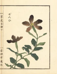 Ganpi ou attrape-mouche, espèce de Lychnis (silène). De Kusa Bana Hyakushu (Cent Variétés de Fleurs)