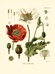 Pavot de jardin (lithographie en couleur)