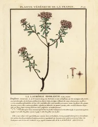 Daphné camélée, Daphne cneorum