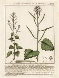 Alliaire officinale