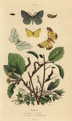 Phalènes géomètres