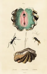 Palourde géante et coléoptères
