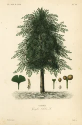 Ginkgo biloba