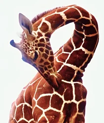 Girafe, Sarara, 2017