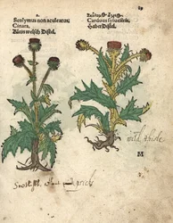 Artichaut, Cynara cardunculus var. scolymus, et chardon sauvage, Carduus sylvestris. Gravure sur bois coloriée à la main d