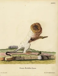 Tamarin lion doré ou ouistiti doré, Leontopithecus rosalia. En danger. Simia rosalia Linn. Illustration d