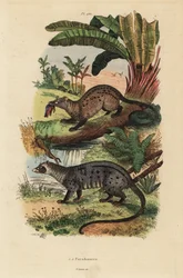 Civette palmiste dorée, Paradoxurus zeylonensis 1 et civette palmiste asiatique, Paradoxurus hermaphroditus 2