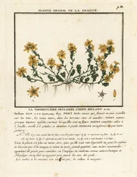 Orpin âcre, Sedum acre