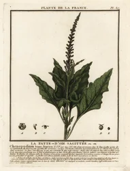 Chénopode Bon-Henri