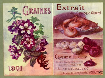 Graines