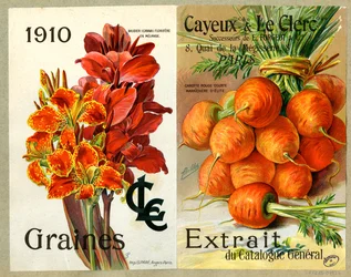 Graines