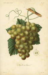 Raisins, Vitis vinifera