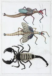 Sauterelles et scorpion
