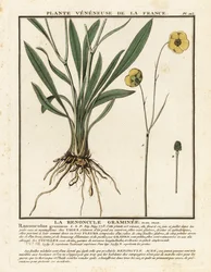 Renoncule à feuilles de graminée, Ranunculus gramineus