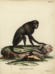 Singe à nez tacheté ou singe à nez putty. Cercopithecus nictitans. Simia Nictitans Linn. Illustration d