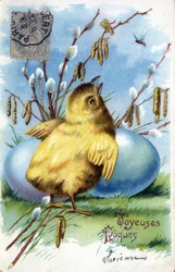 Carte de vœux de Pâques : un poussin et des œufs - Carte postale datée de 1906