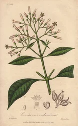 Quinquina gris (Cinchona officinalis) - Illustration de “Botanique médicale, description des plantes médicinales de Londres, Édimbourg et Dublin” par John Stephenson et James Morss Churchill