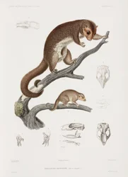 Phalanger gris et jeune