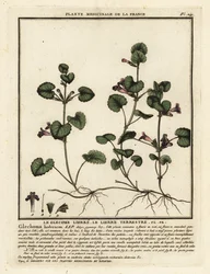 Lierre terrestre, Glechoma hederacea