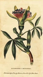 Châtaignier de Guyane, Pachira aquatica (gravure)