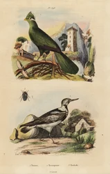 Touraco de Guinée, Tauraco persa, et torcol fourmilier, Jynx torquilla