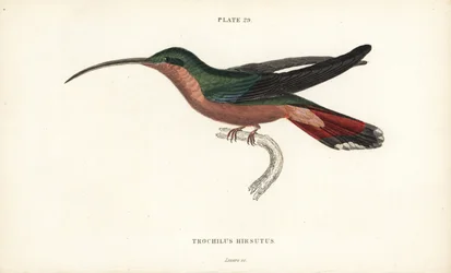 Colibri à pattes velues, Glaucis hirsutus (Ermite à poitrine rousse, Trochilus hirsutus). Gravure sur acier colorée par William Lizars de la Naturalist