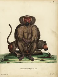 Babouin hamadryas, Papio hamadryas