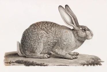 Lièvre d