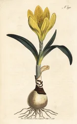Récolteur - Narcisse d