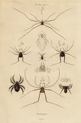 Faucheurs, faucheurs ou faucheux, espèces d