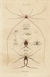 Faucheurs, faucheurs ou faucheux, espèces d